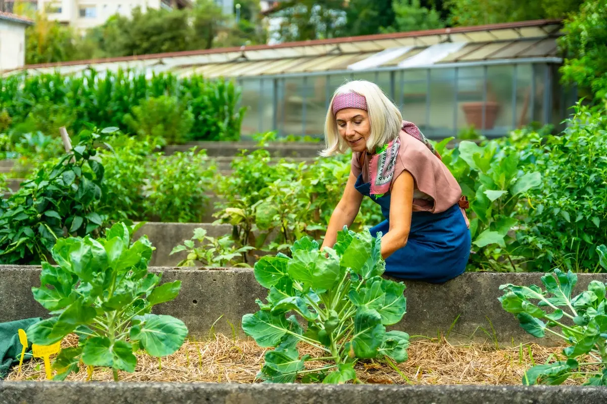 A senior woman tends to a vegetable garden outdoors, reflecting the safe, enriching environment at the center of the memory care vs home care decision for families supporting a loved one with dementia.